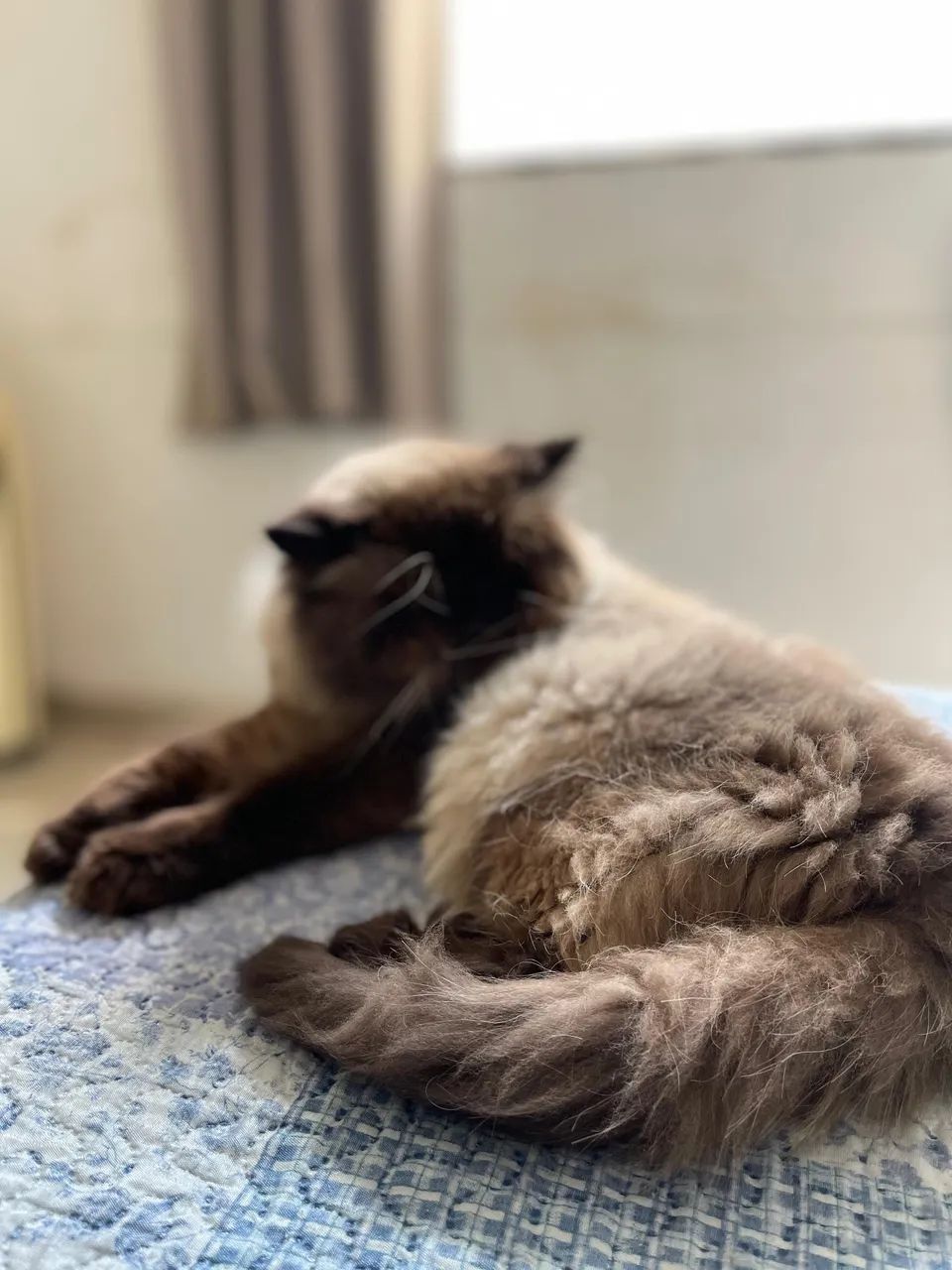 Gato persa procura namorada 
