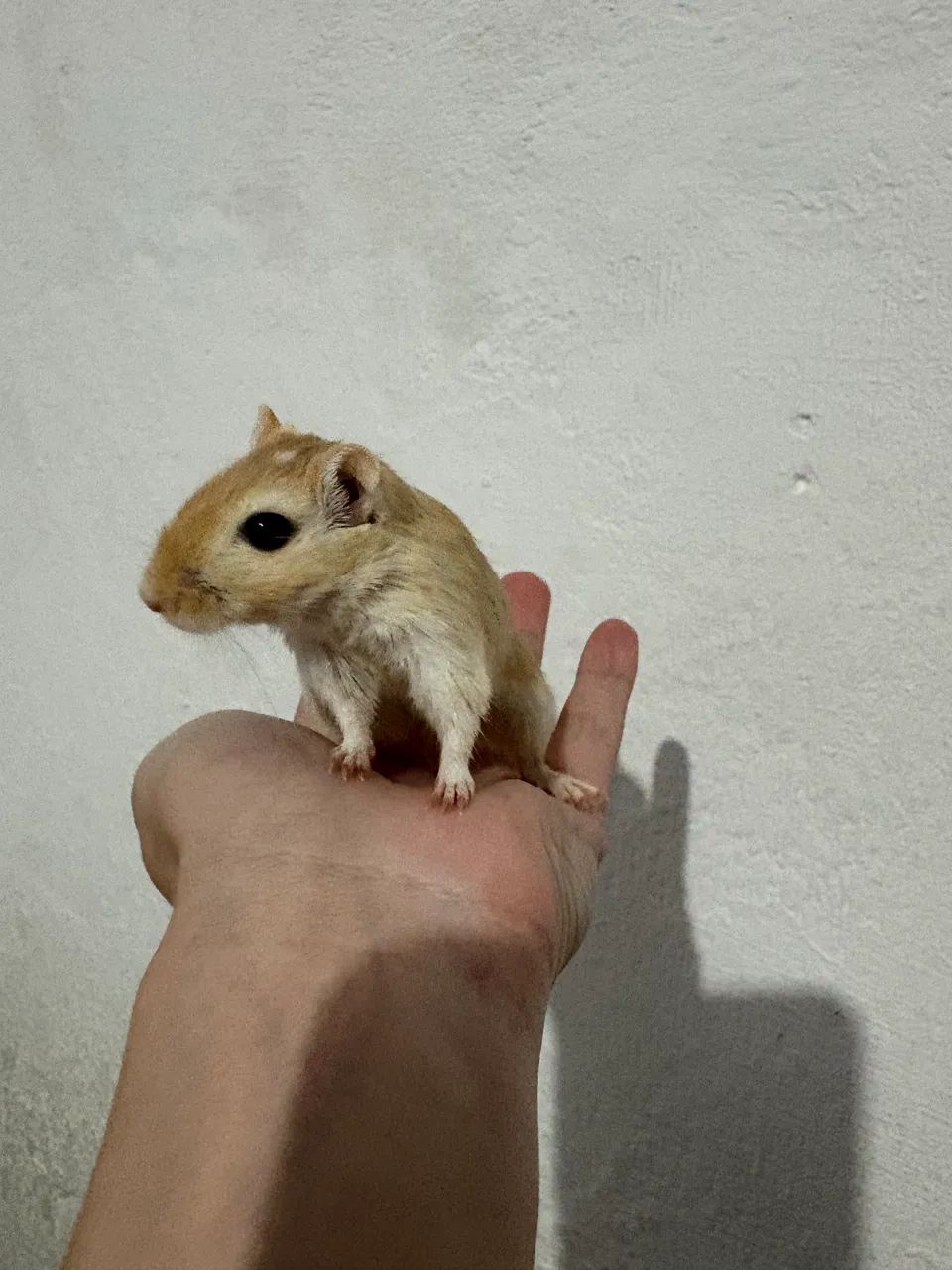 Dupla de Gerbil 