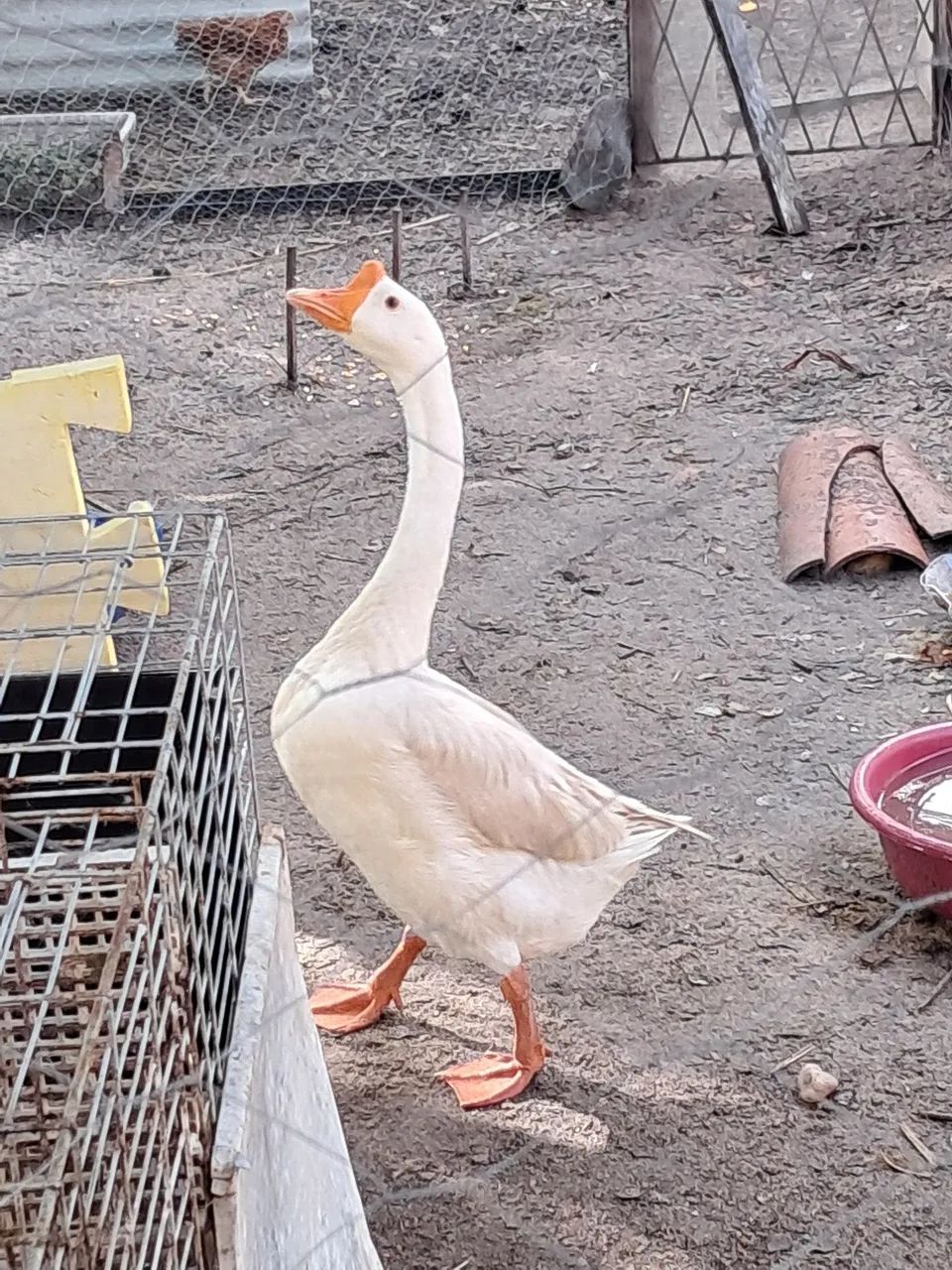 Aves vários tipos