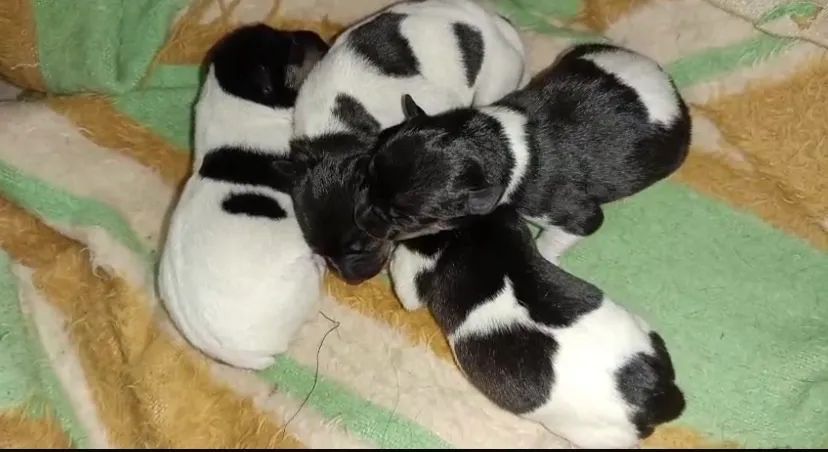 FILHOTES TERRIER BRASILEIRO COM PEDIGREE - Foto 3