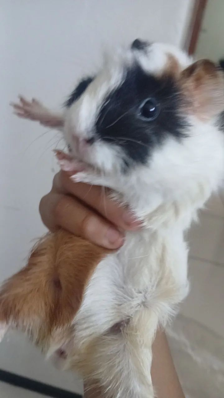 Vendo essa porquinha da india femea filhote - Foto 2