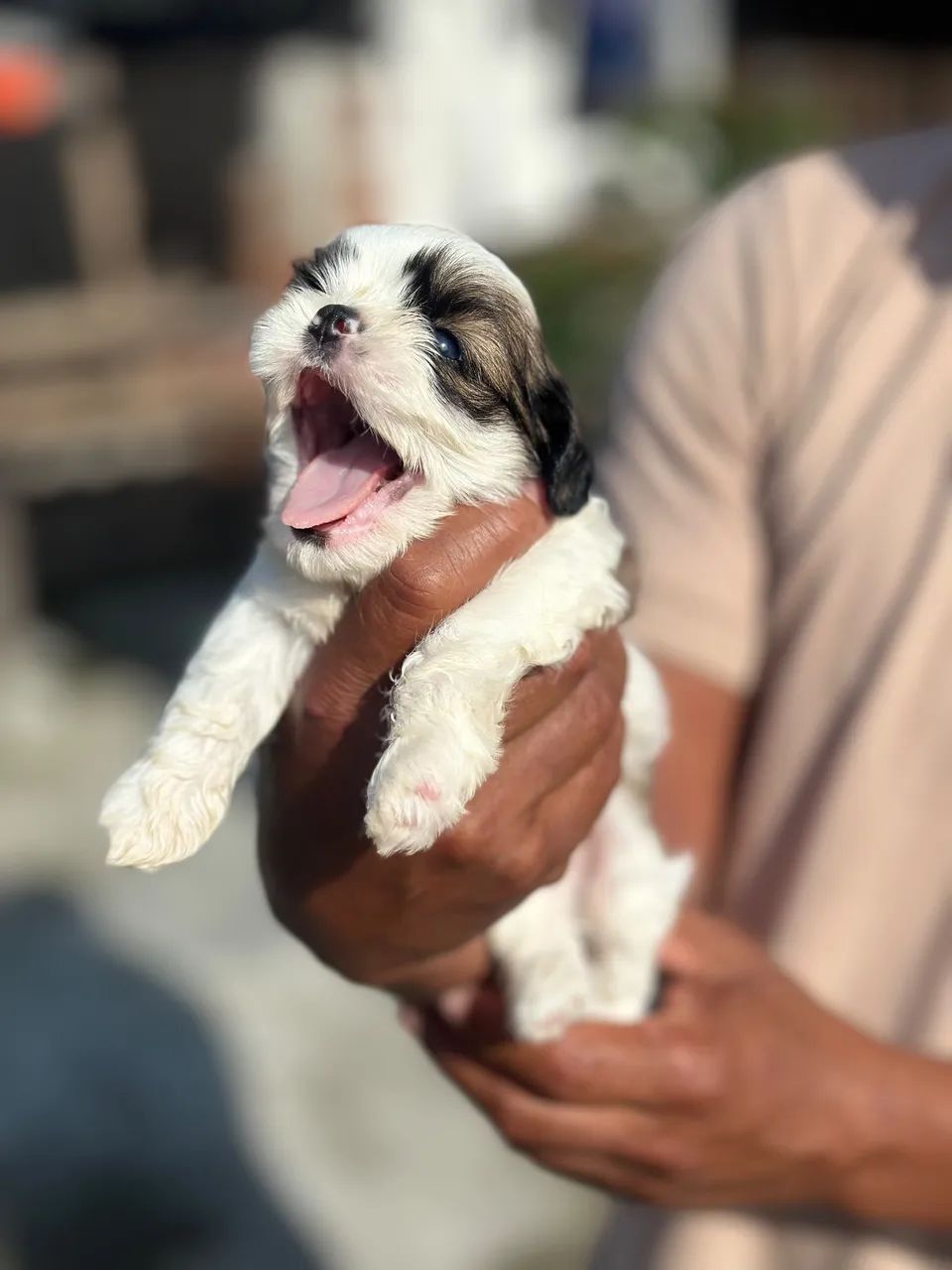 Shih tzu 