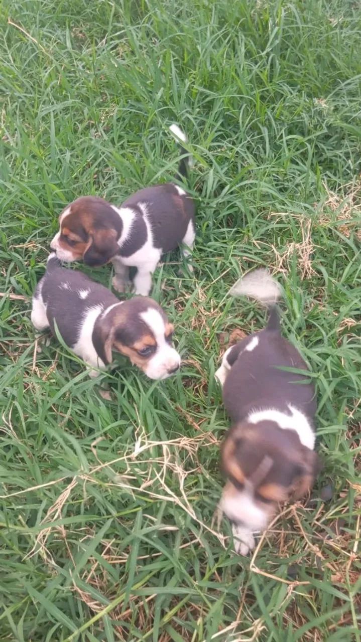 Filhotes de Beagle  - Foto 5