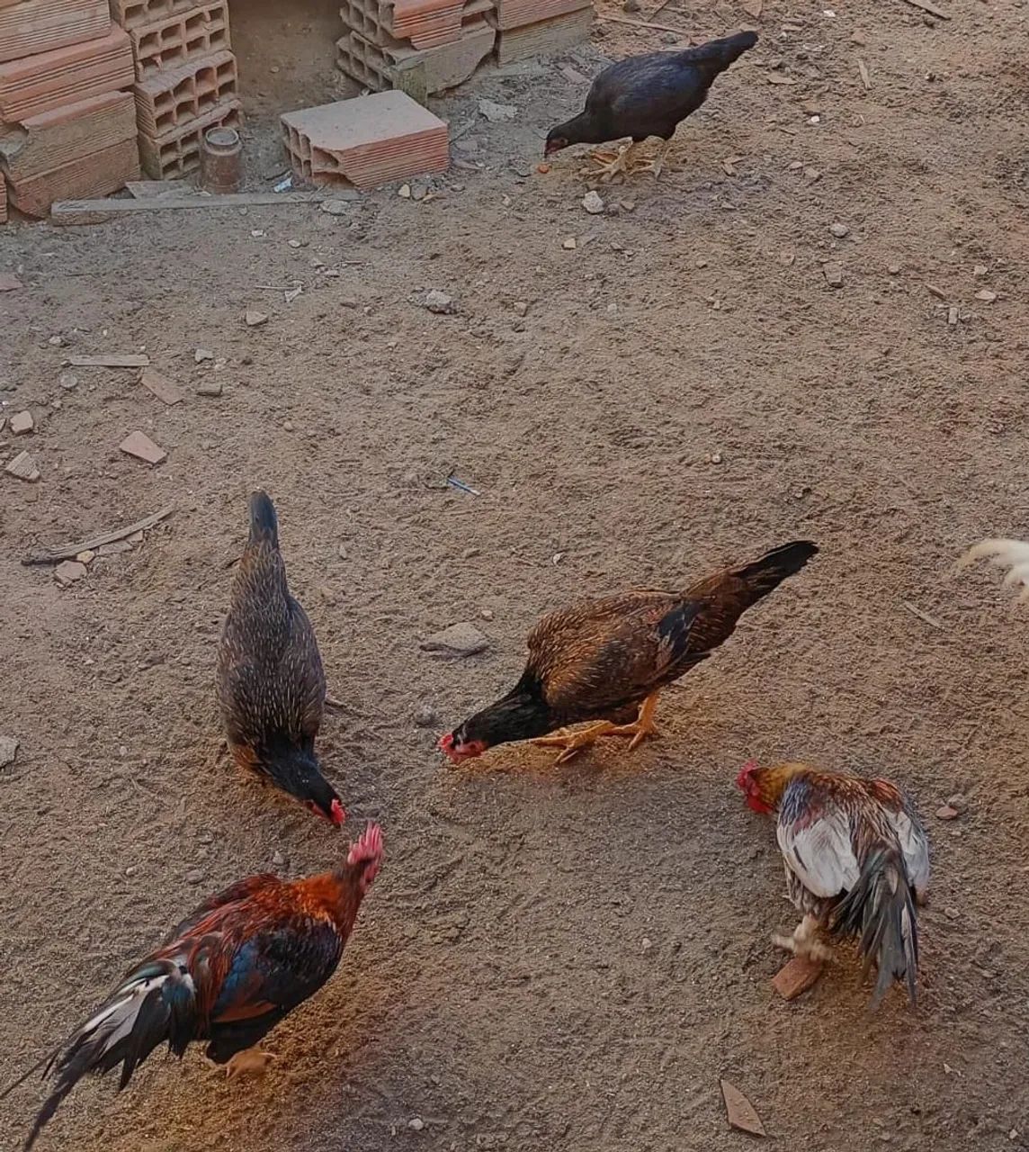 Galos e galinhas para venda ou troca - Foto 5