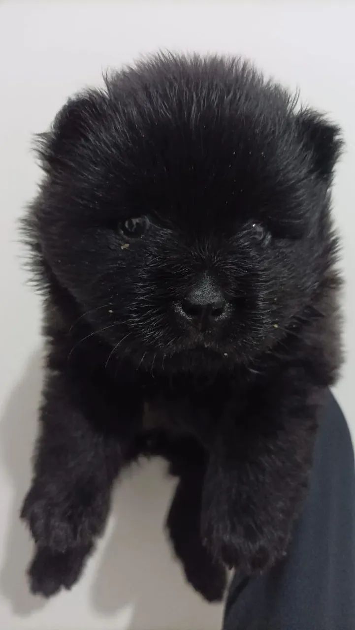 Chow Chow 