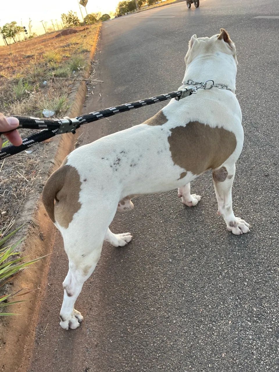 Pitbull para doação  - Foto 4