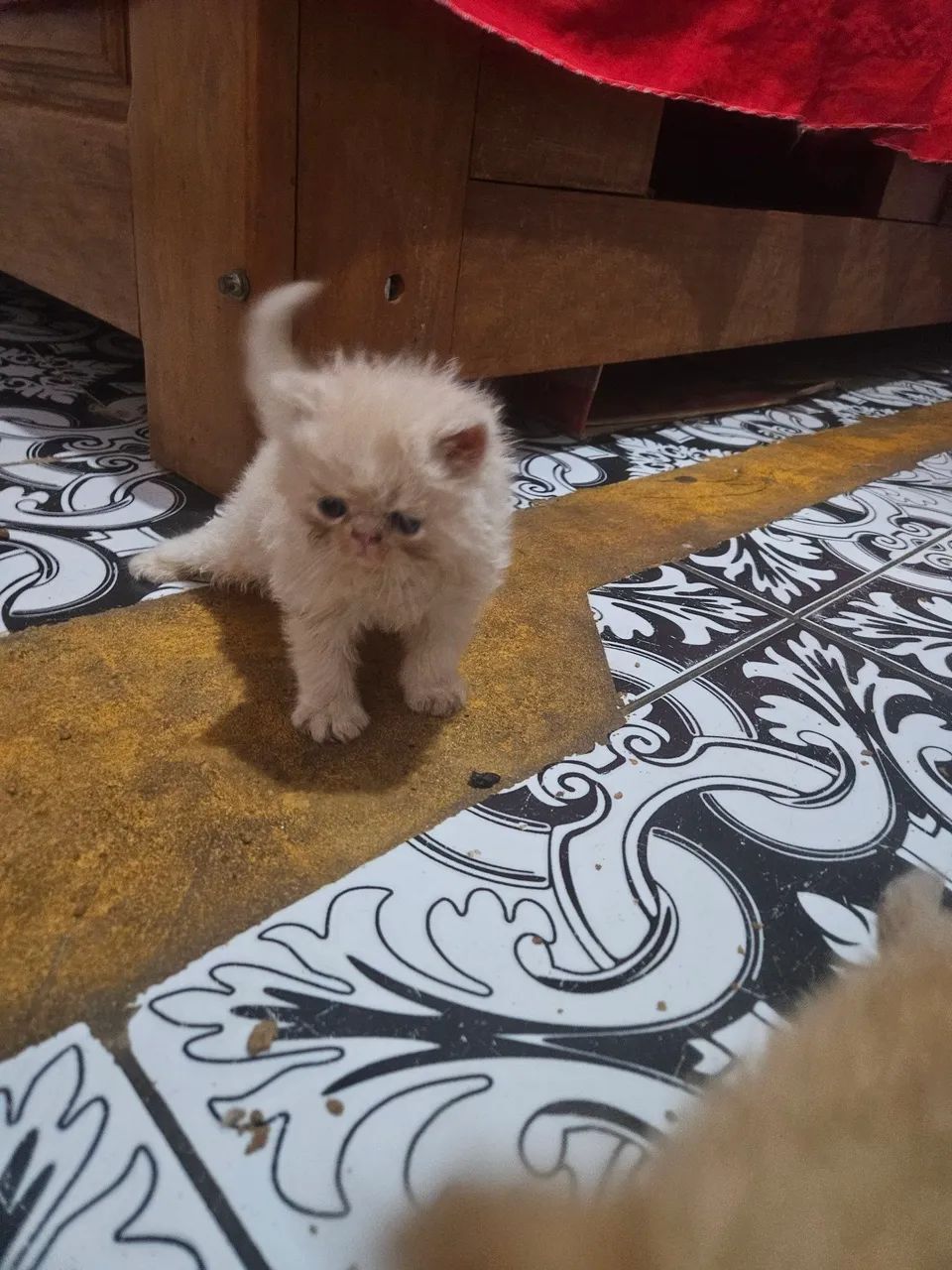 Gatinho 