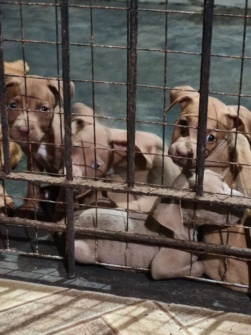 Filhotes de pitbull  - Foto 4