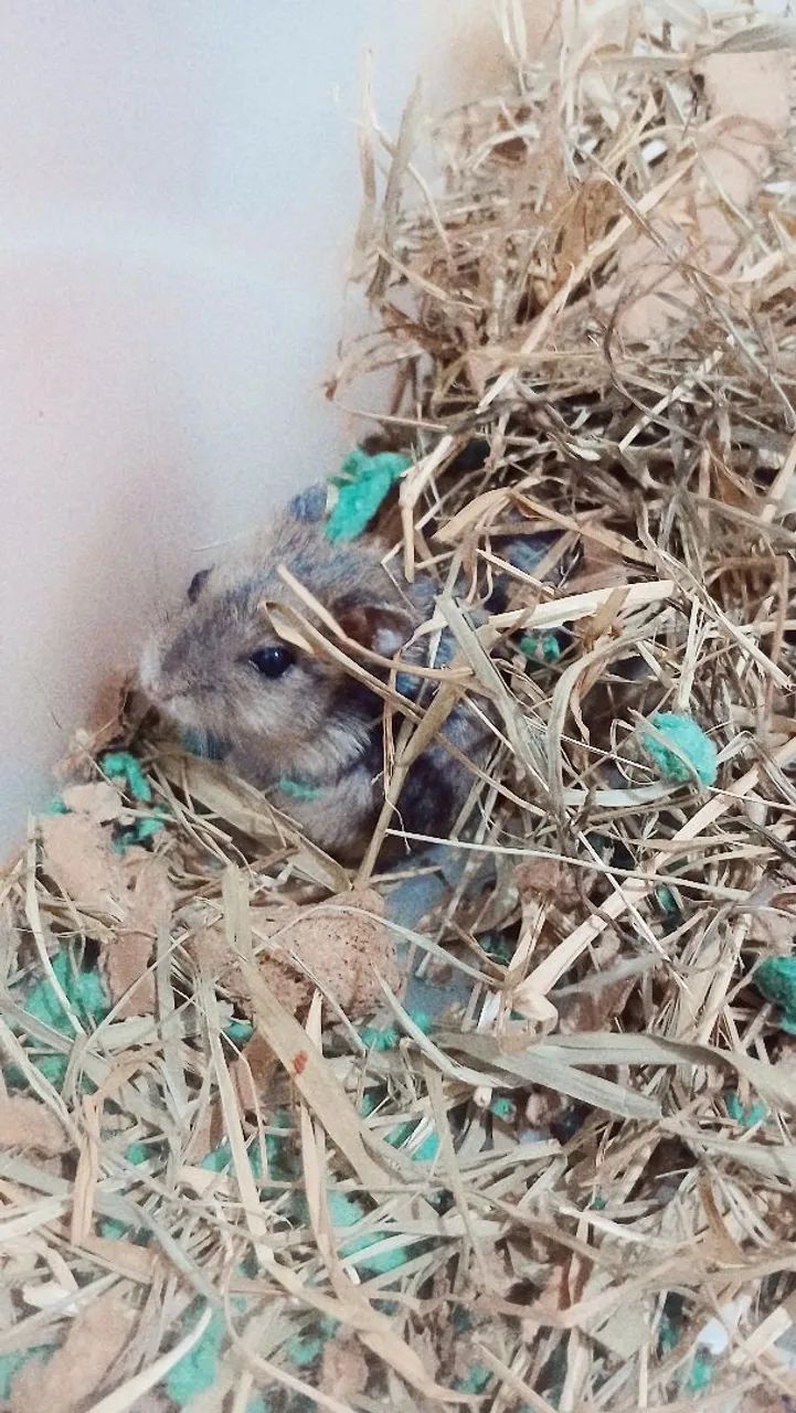 Hamster anao russo macho - Foto 5