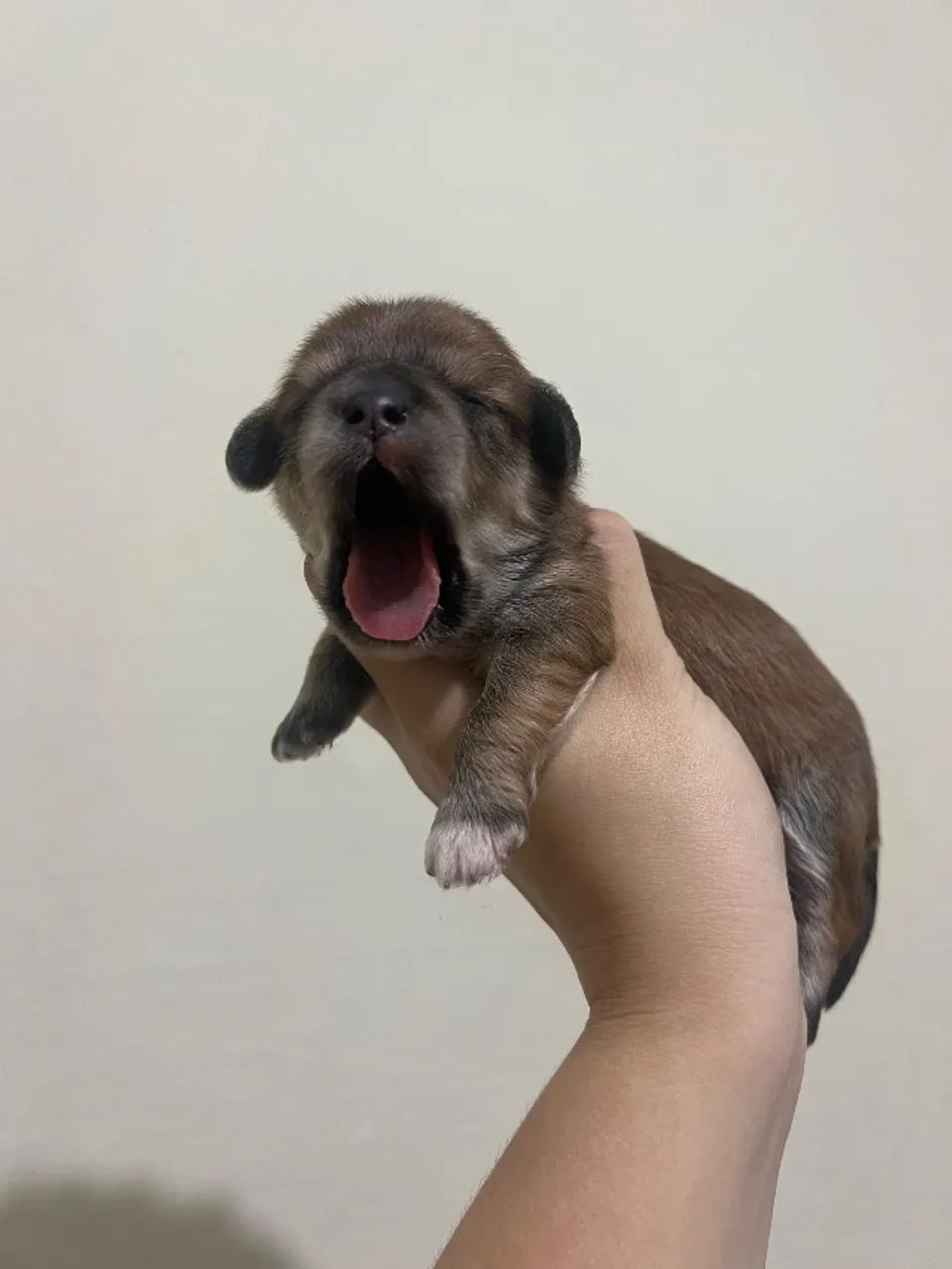 Lhasa apso - Foto 3