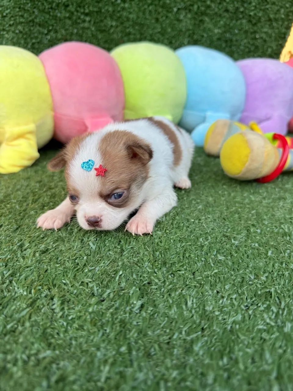 Chihuahua micro - Foto 4