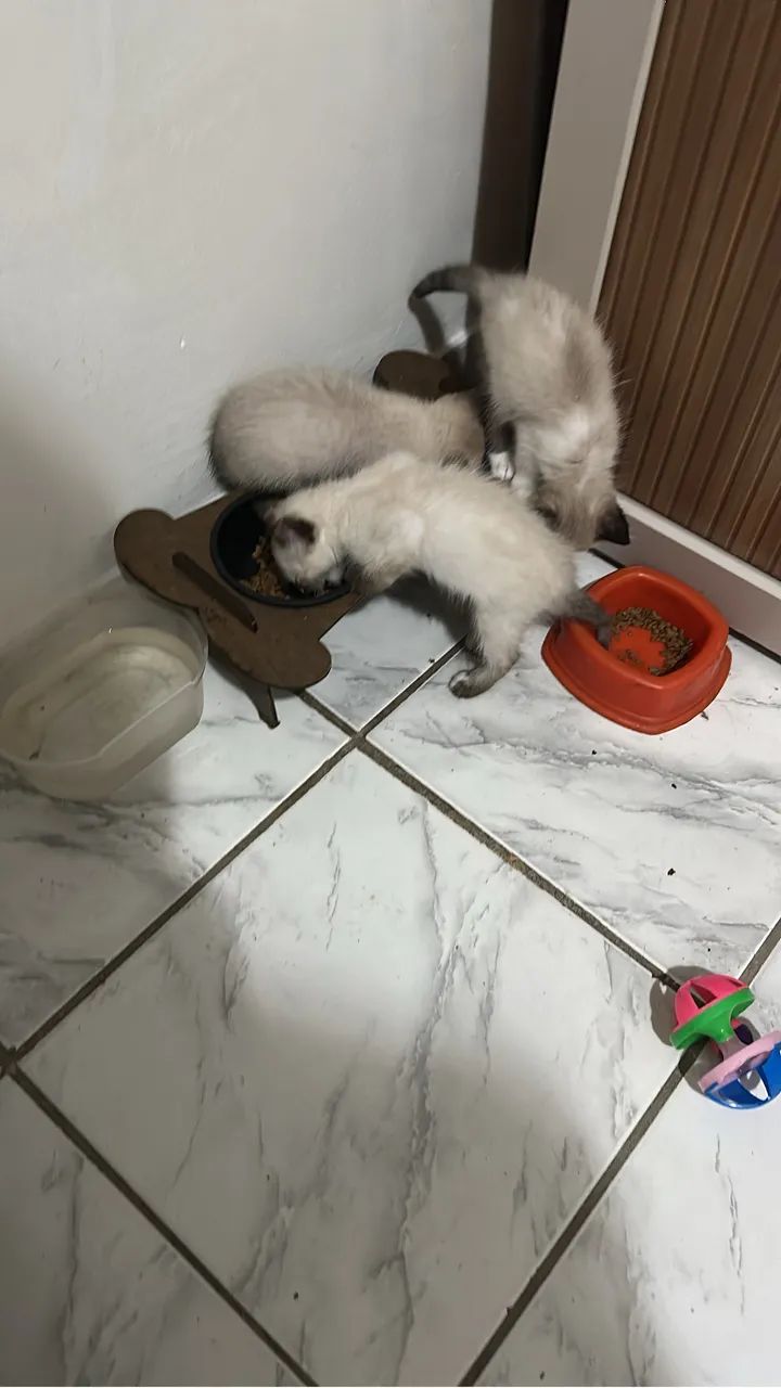 Gatinho - Foto 4
