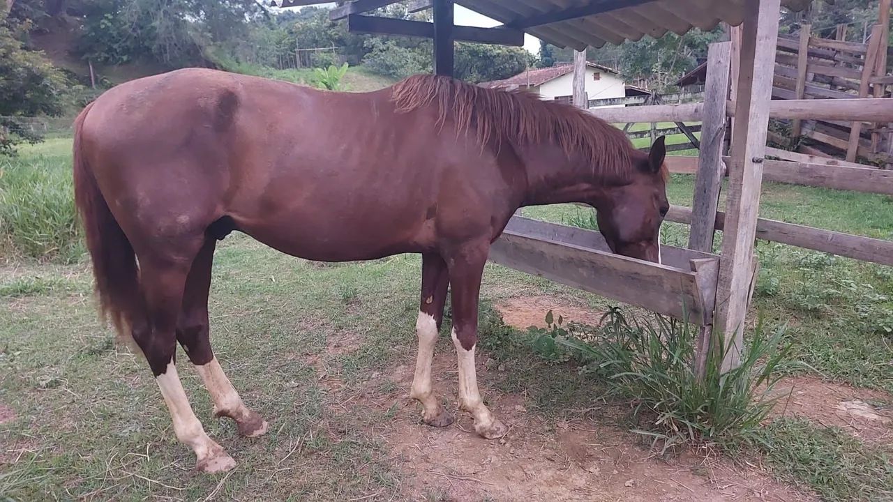 CAVALO MANGALARGA PAULISTA - Foto 3