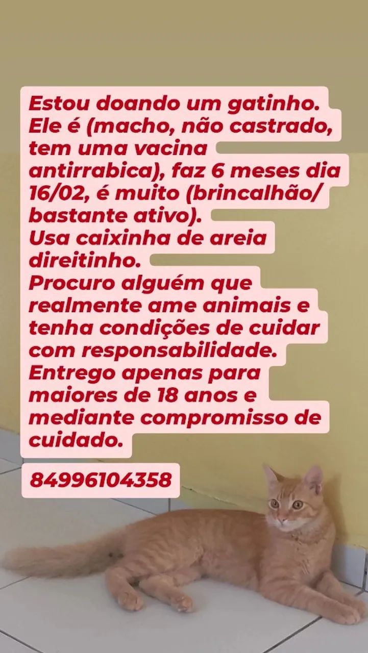 Adoção responsável 