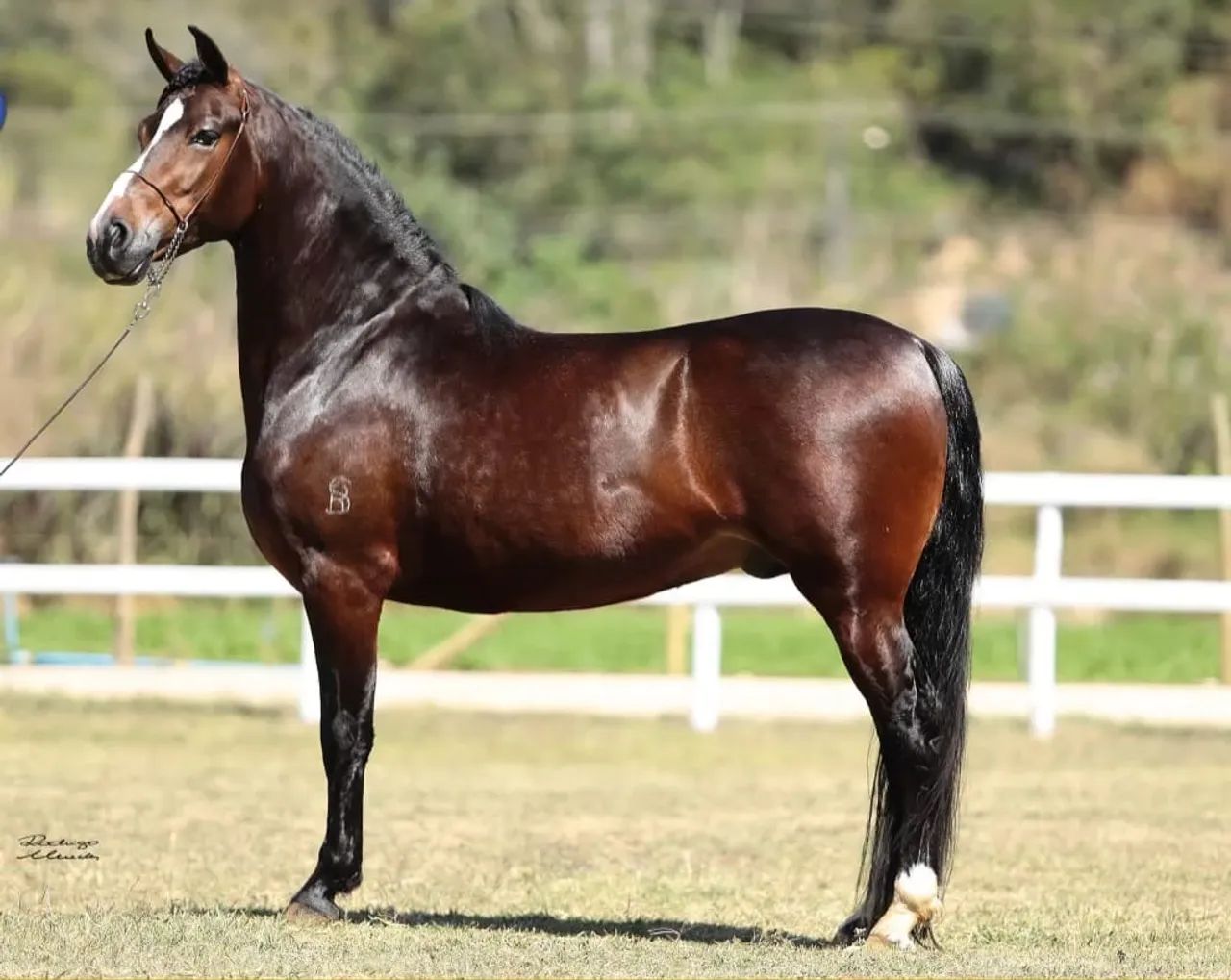 Cobertura de Garanhão Mangalarga Marchador