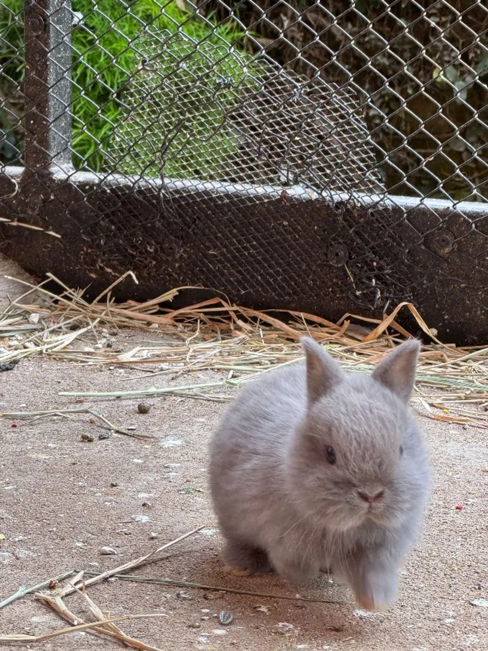 VENDO filhotes de Netherland Dwarf (Coelho Anão) ? - Foto 3