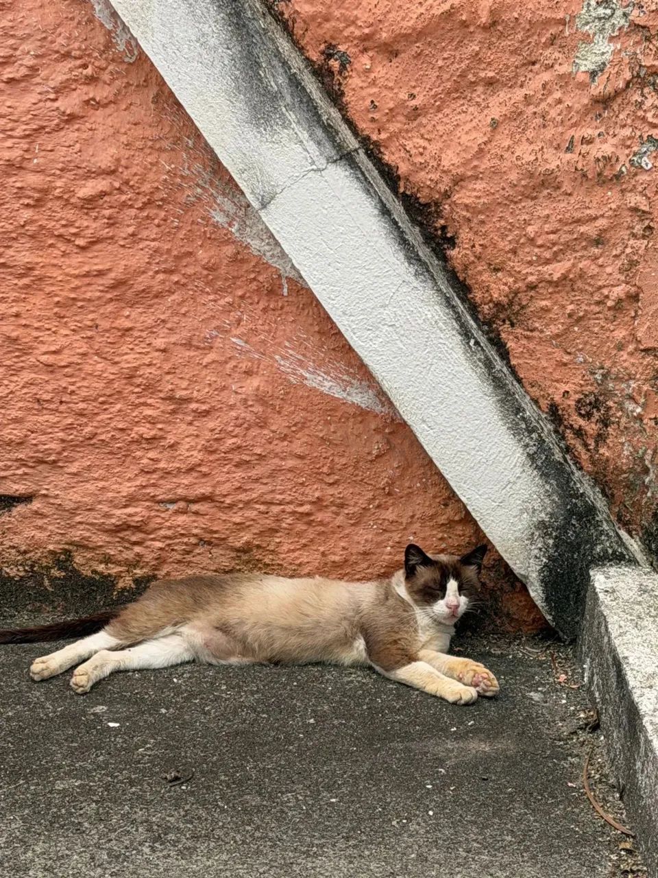 ADOÇÃO RESPONSÁVEL  - Foto 2