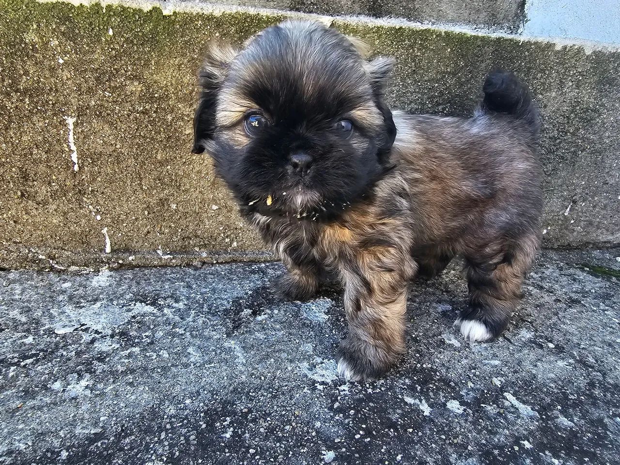 Pequines