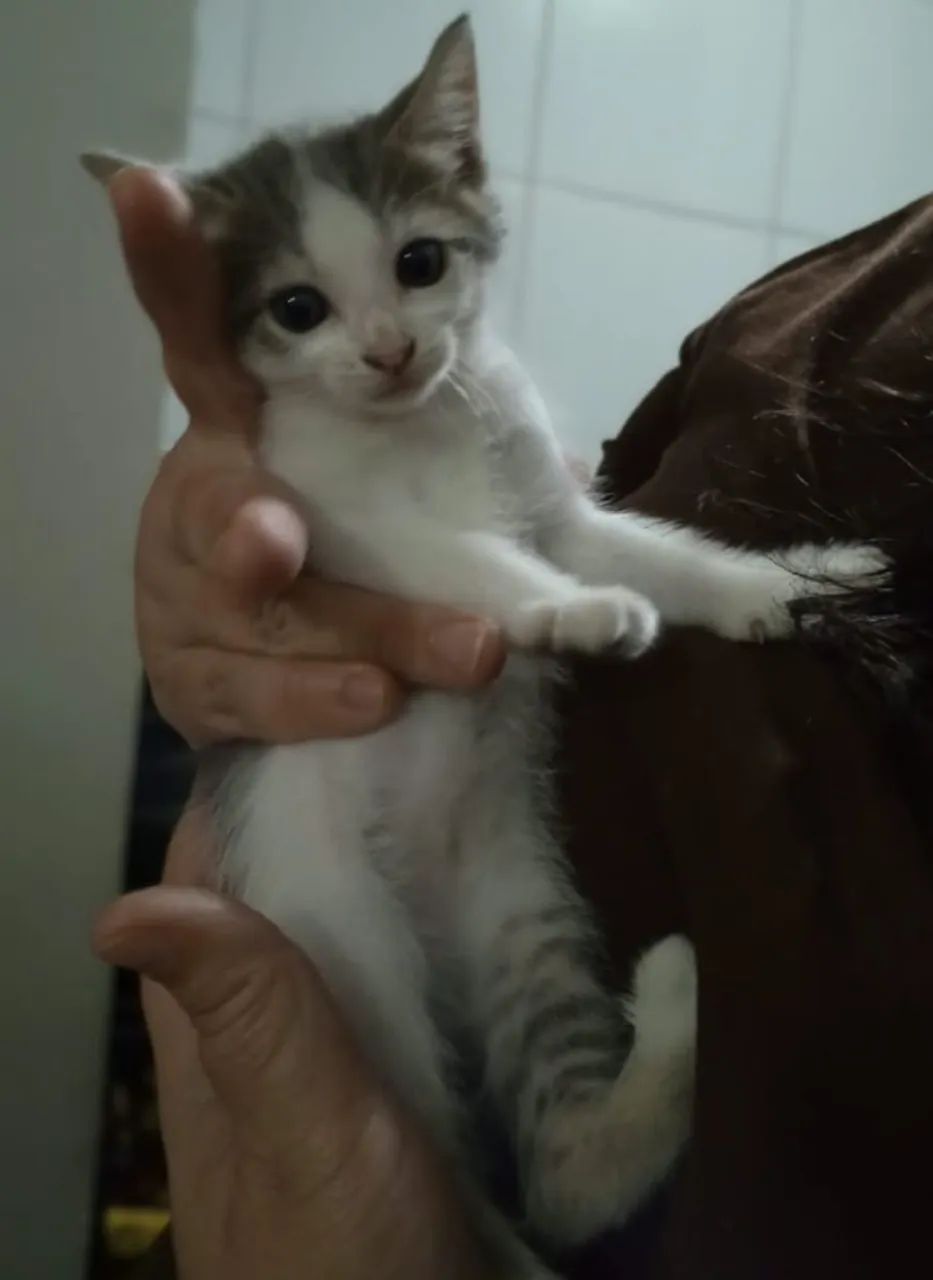 Gato para adoção responsável  - Foto 2
