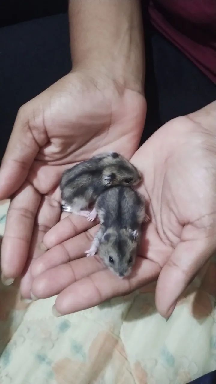 Filhotinhos de hamsters 