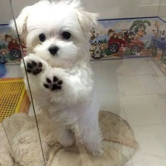 Maltês O presente ideal para surpreender de verdade