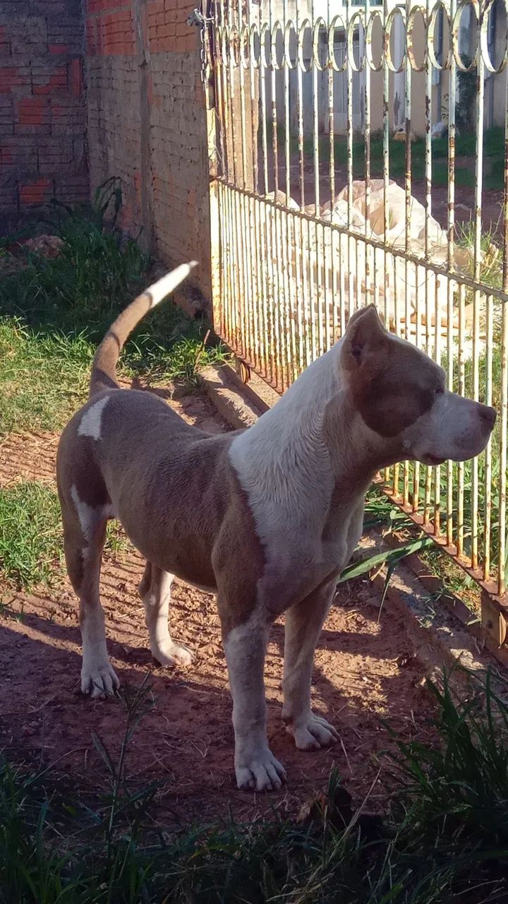 Americanbully macho (COBERTURA) - Foto 6