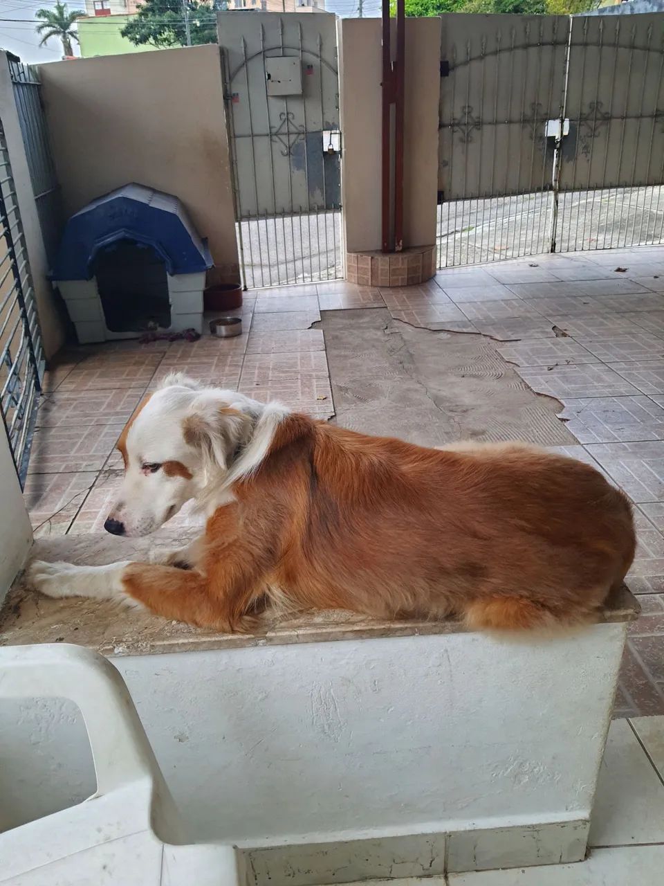 Doa-se Border Collie - Foto 4