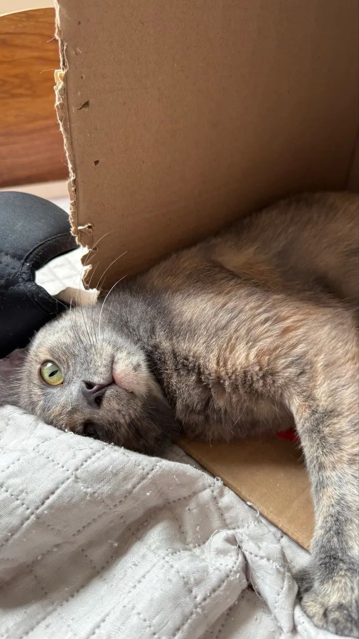 Gata  - Foto 2