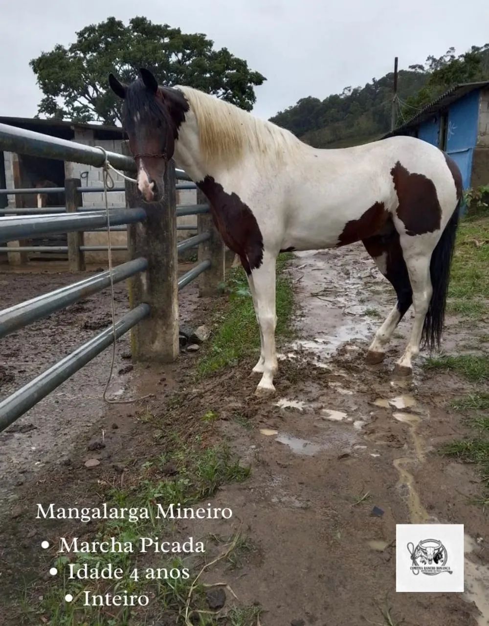 Cavalo Mangalarga Mineiro 