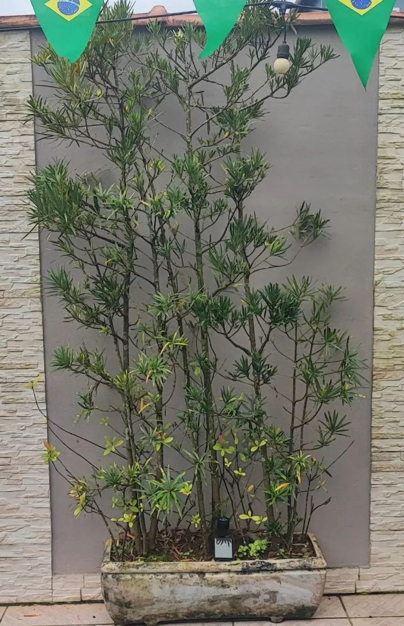 Planta com vaso  - Foto 3