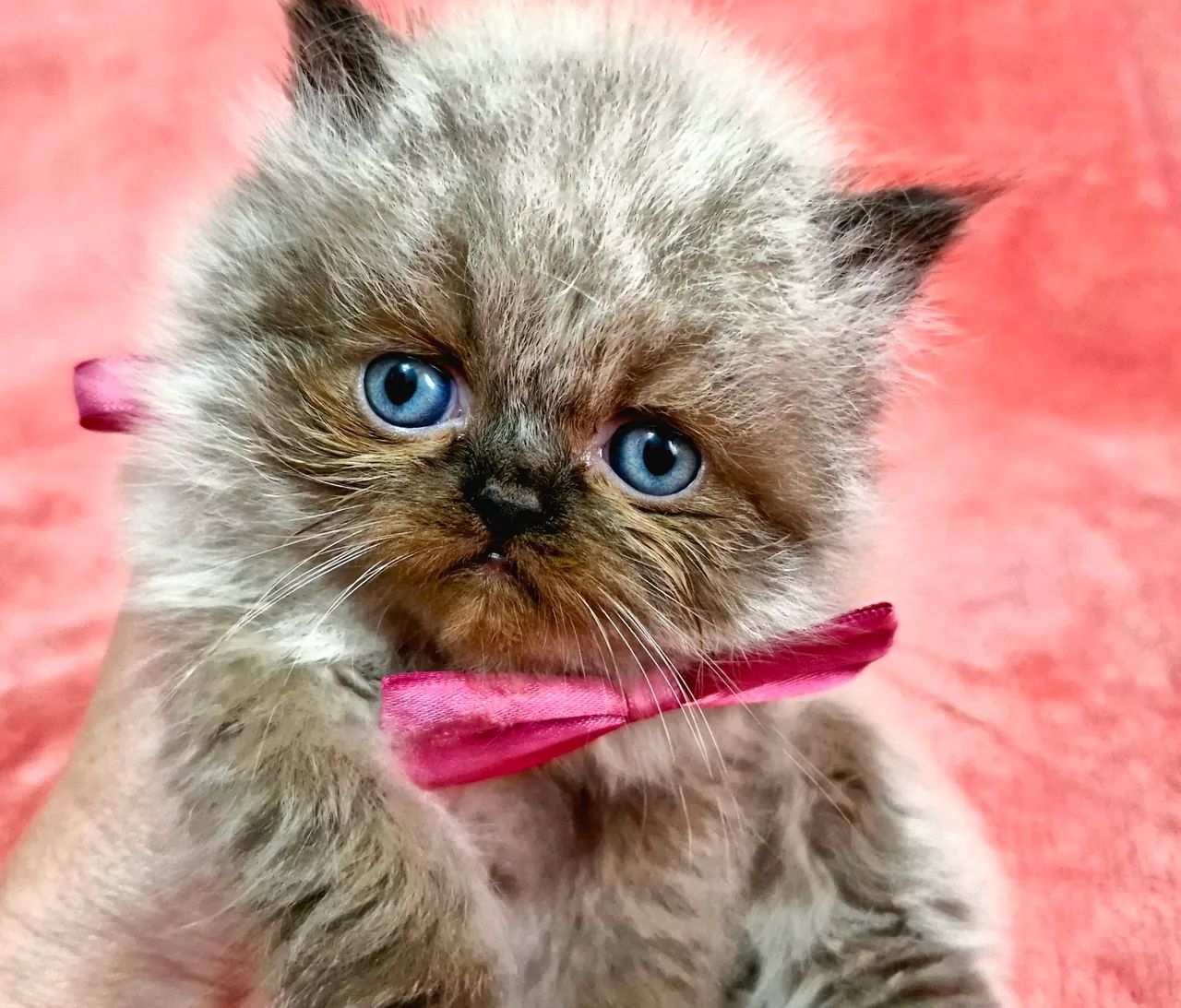 Gato persa show