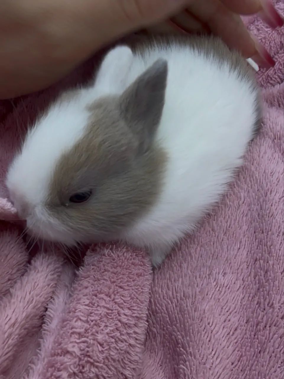 Mini coelhinhos - Foto 4