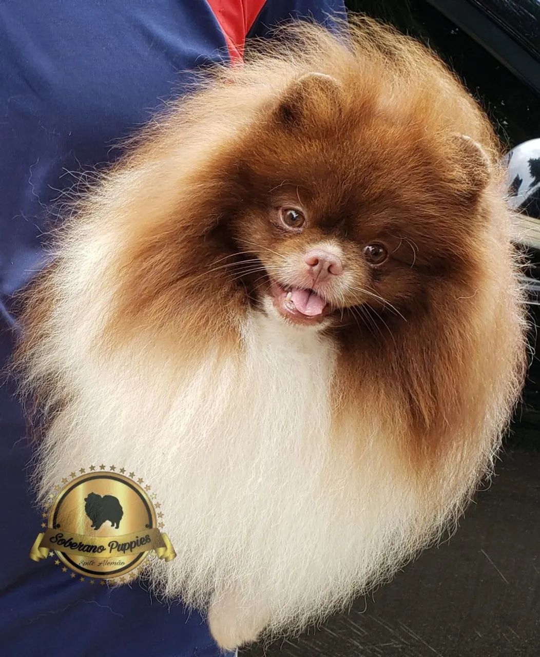 Spitz alemão  - Foto 4