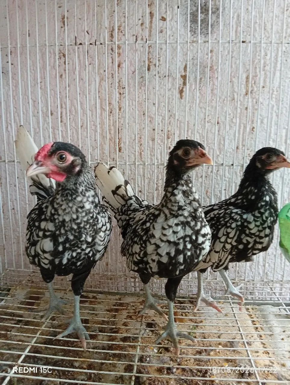 Galinha Sebright Prateada  - Foto 4