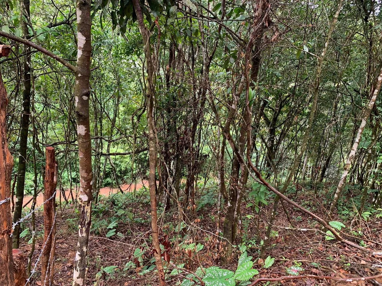 Terreno na serra de Pacoti  - Foto 4