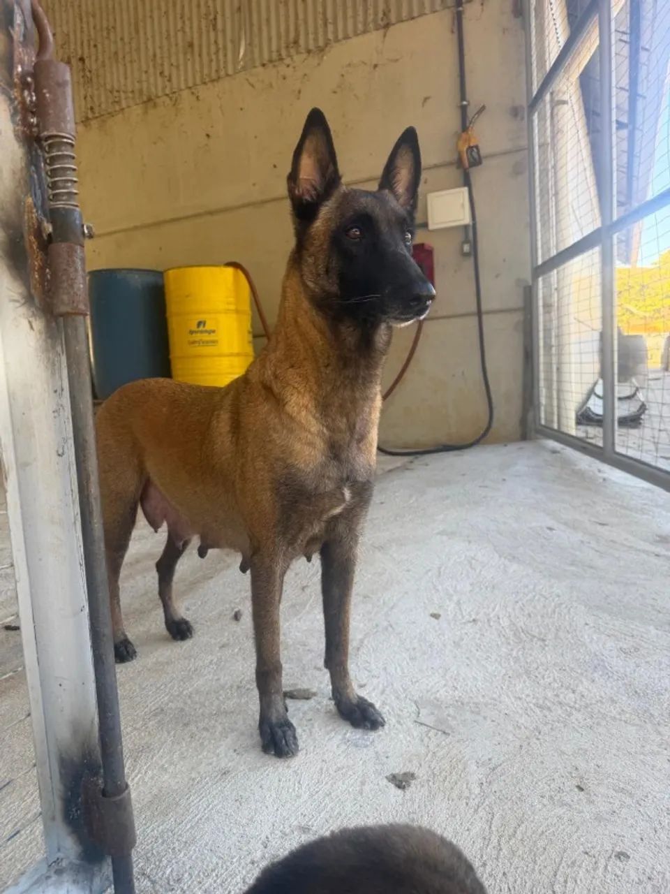 FILHOTES DE ALTA PERFORMANCE: MALINOIS X BORDER COLLIE - Foto 2