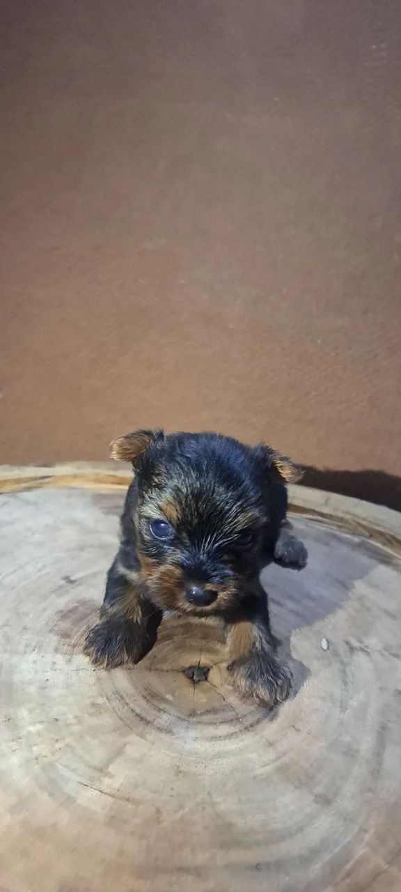 Cachorros  - Foto 5