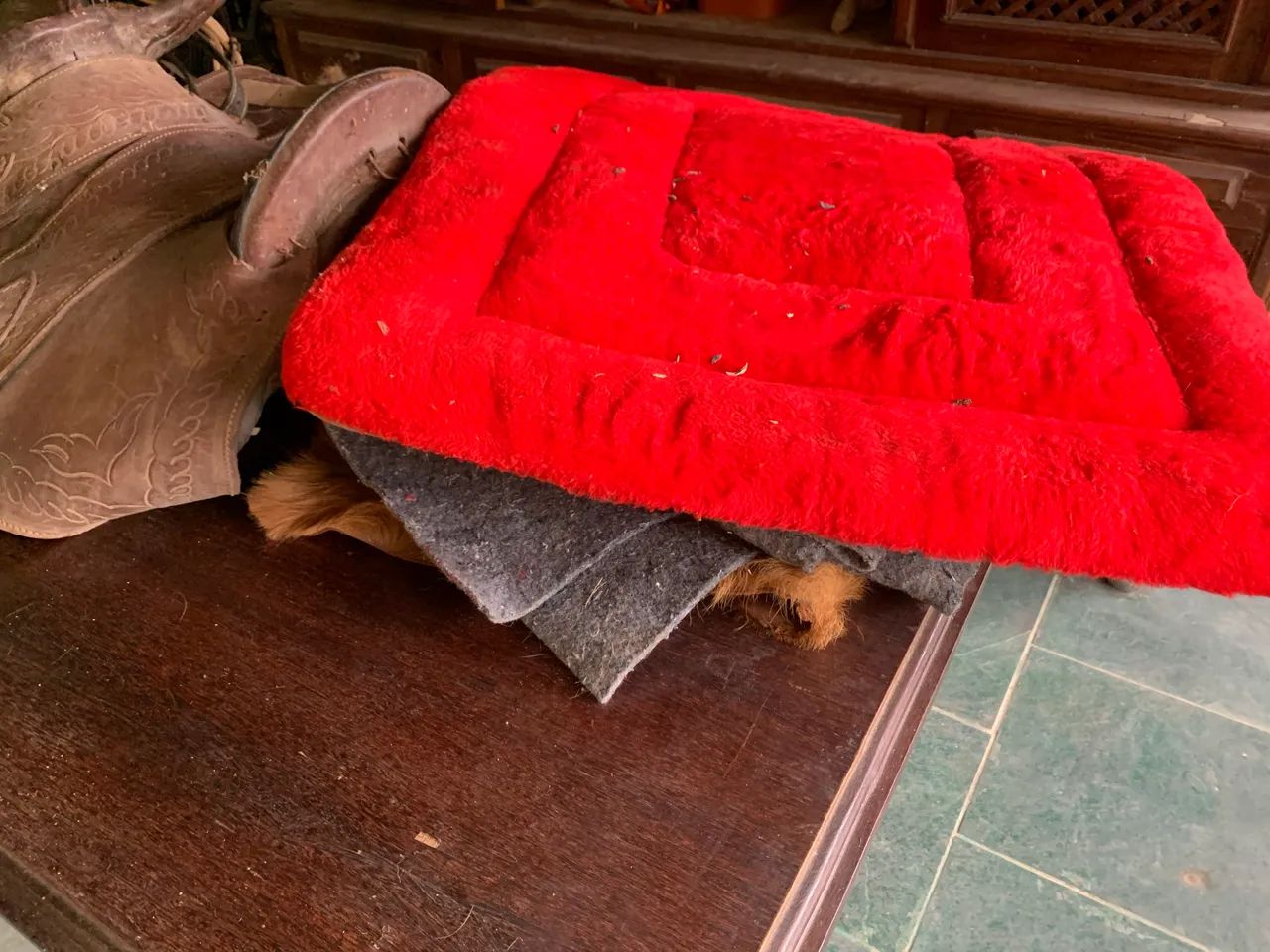 Sela arreios cabestro  mantas  - Foto 3