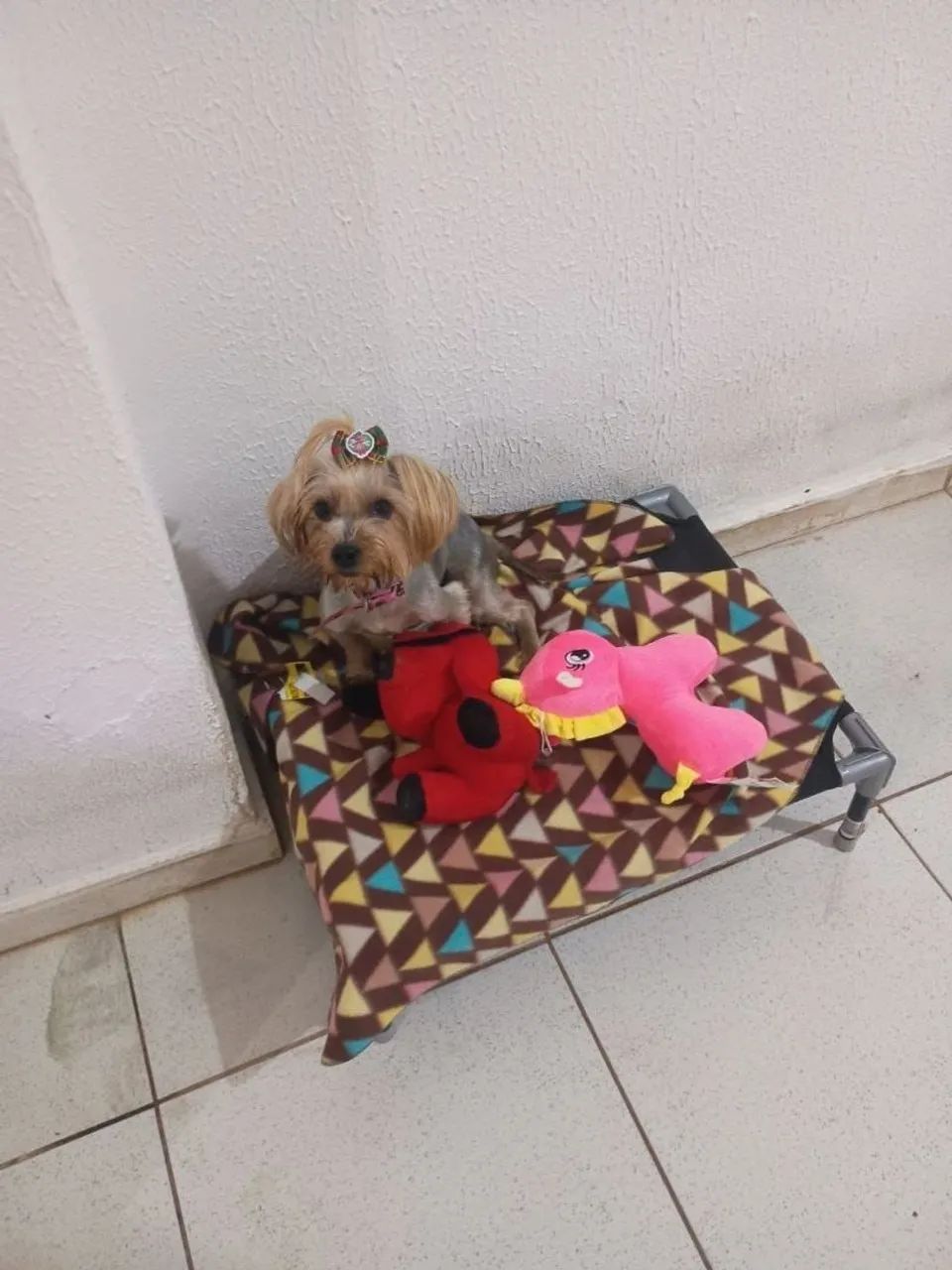 Cama pet? - Foto 2