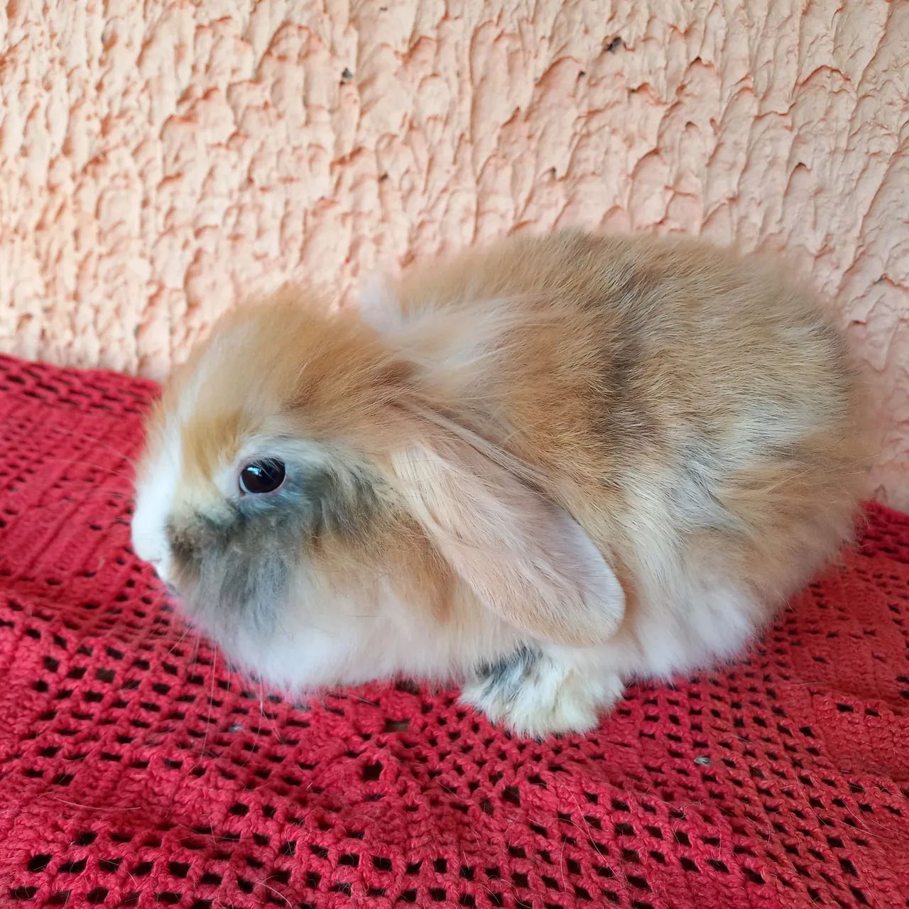 Mini Coelho 