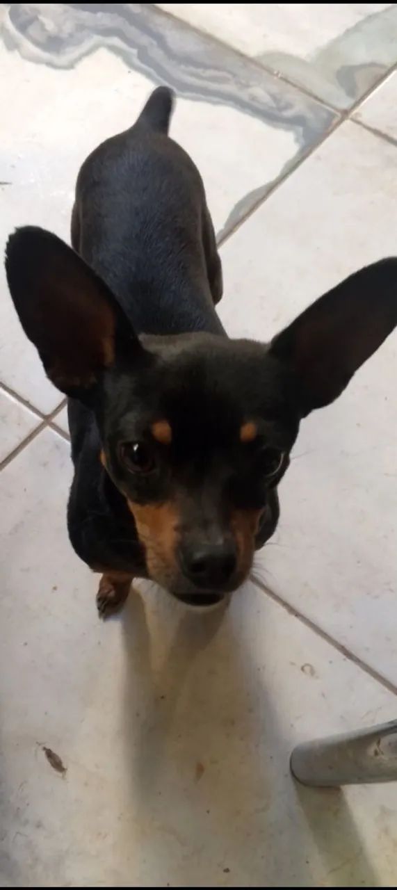 Pinscher bebê macho - Foto 2