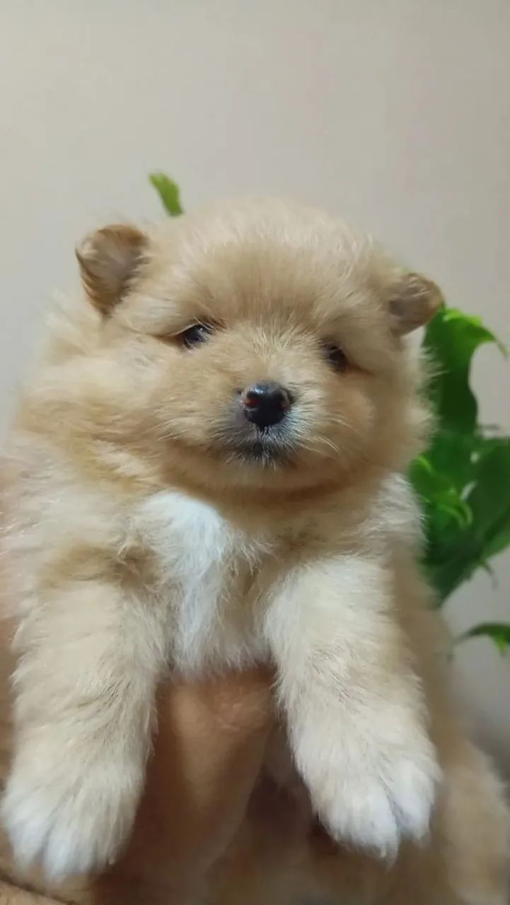 Spitz alemão anão 