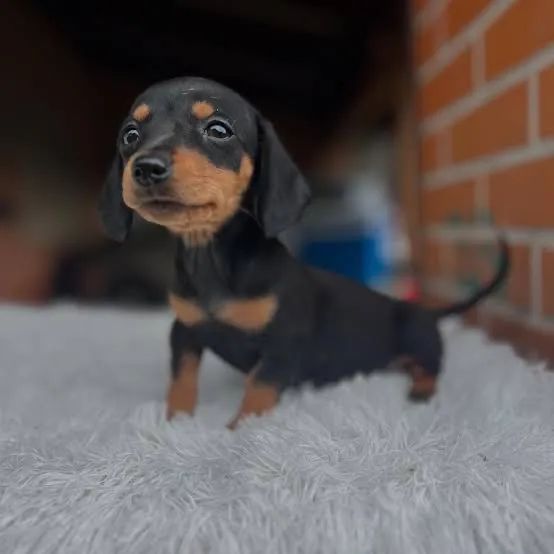 Dachshund (salsicha)