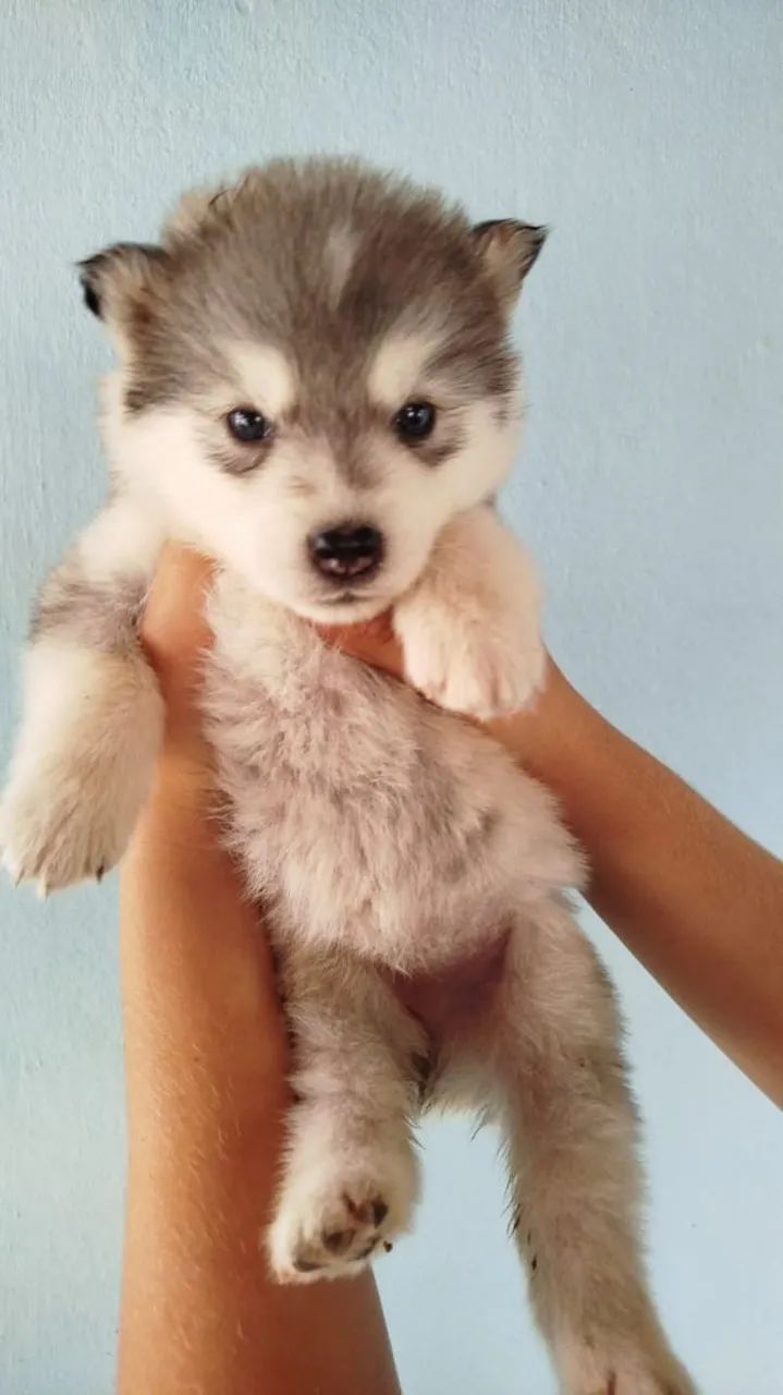 Husky pelo longo - Foto 5