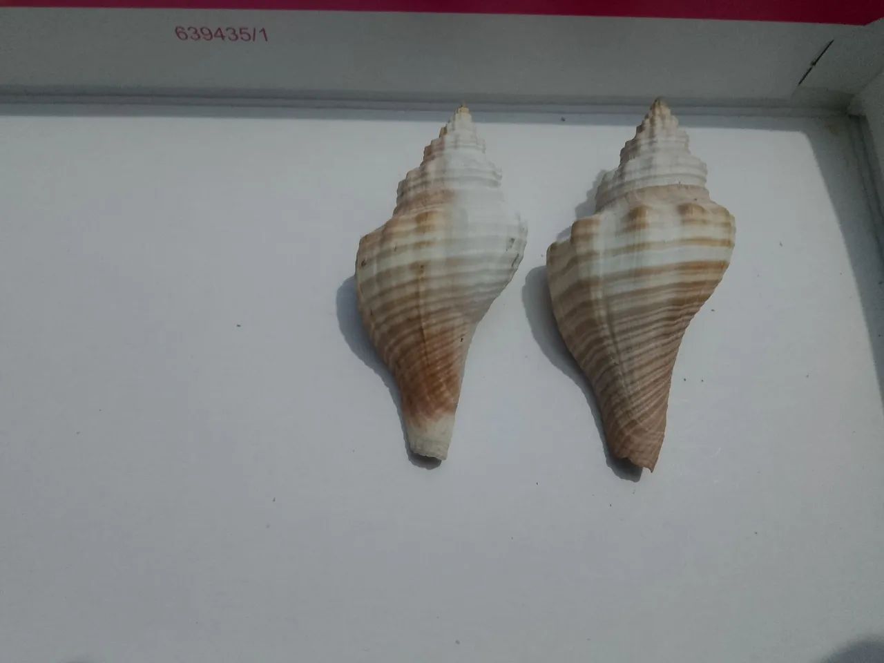 Kit 2 conchas de caramujo marinho  - Foto 3