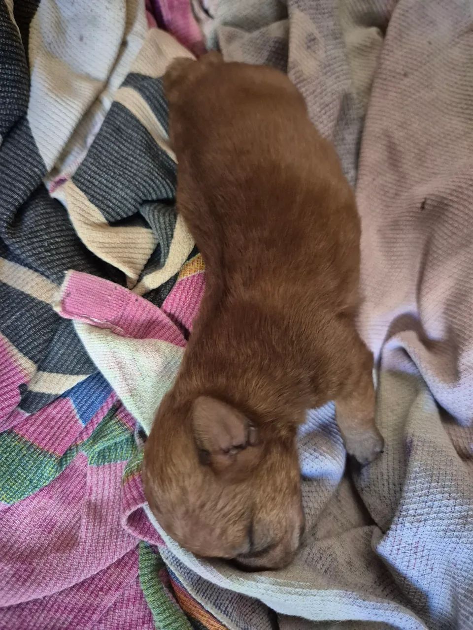 PINSCHER 0 - Foto 2