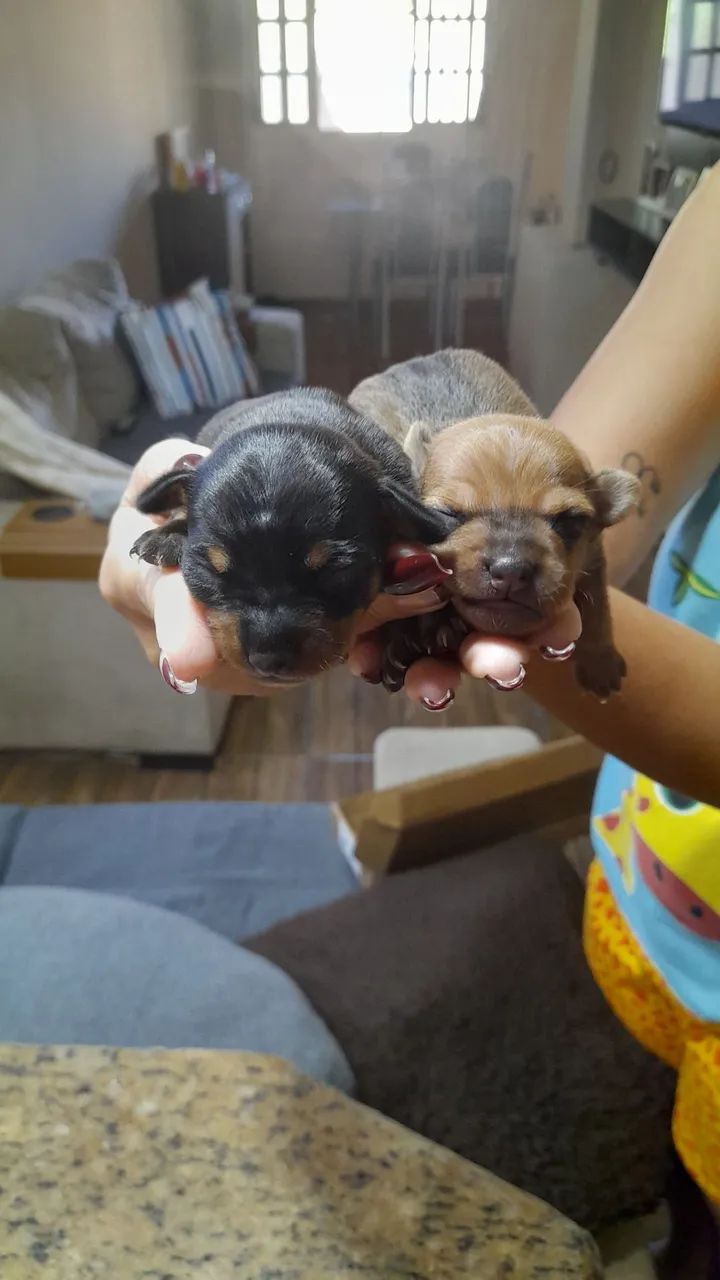 Vendo pinscher 