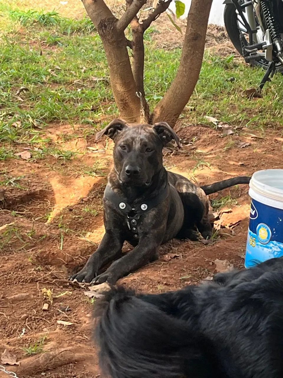 Doa- se pit bull  - Foto 4