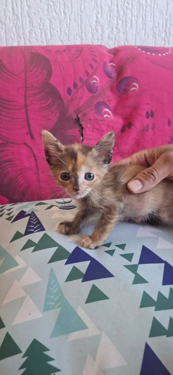 Gato