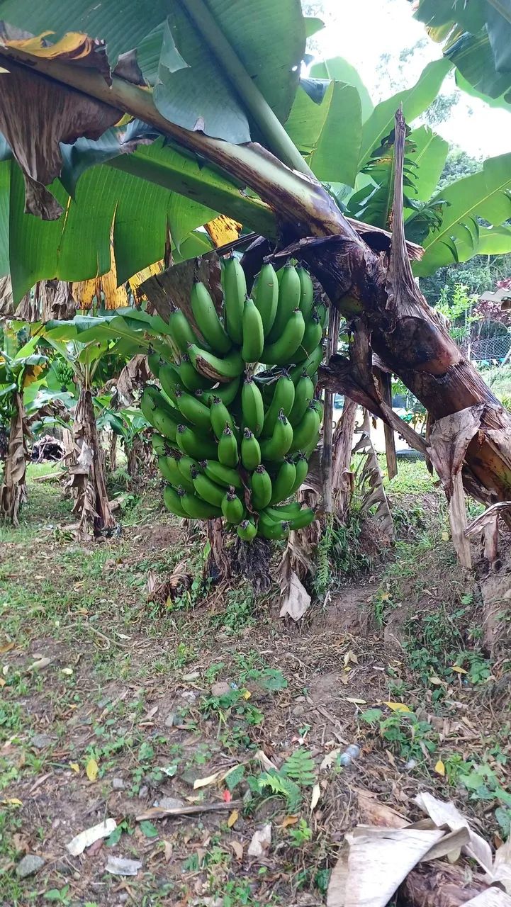 SÍTIO A VENDA / OU PERMUTA - Foto 2